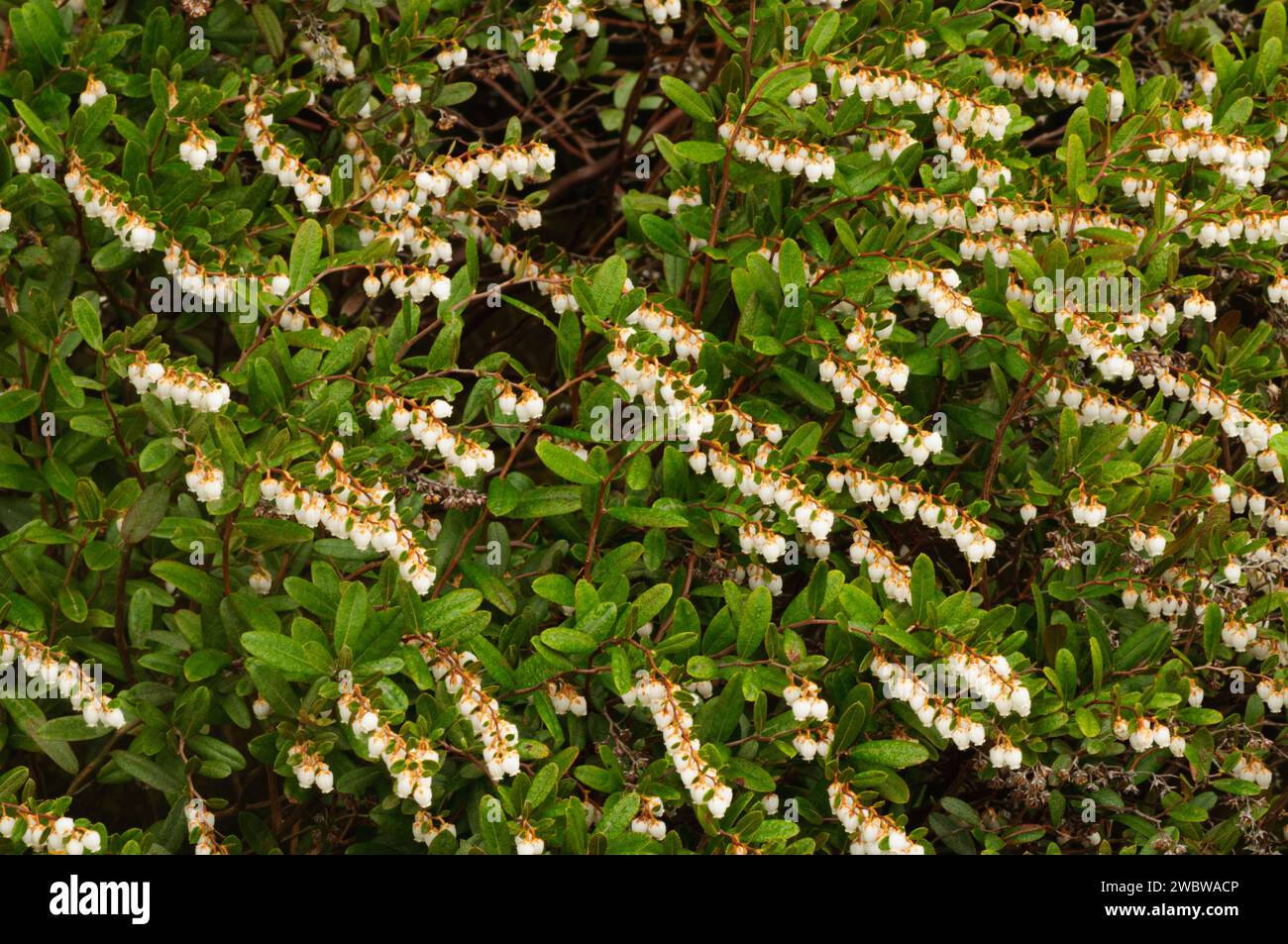 Leatherleaf (Chamaedaphne calyculata), poussant le long du rivage de l'un des étangs siamois dans les montagnes Adirondack de l'État de New York Banque D'Images