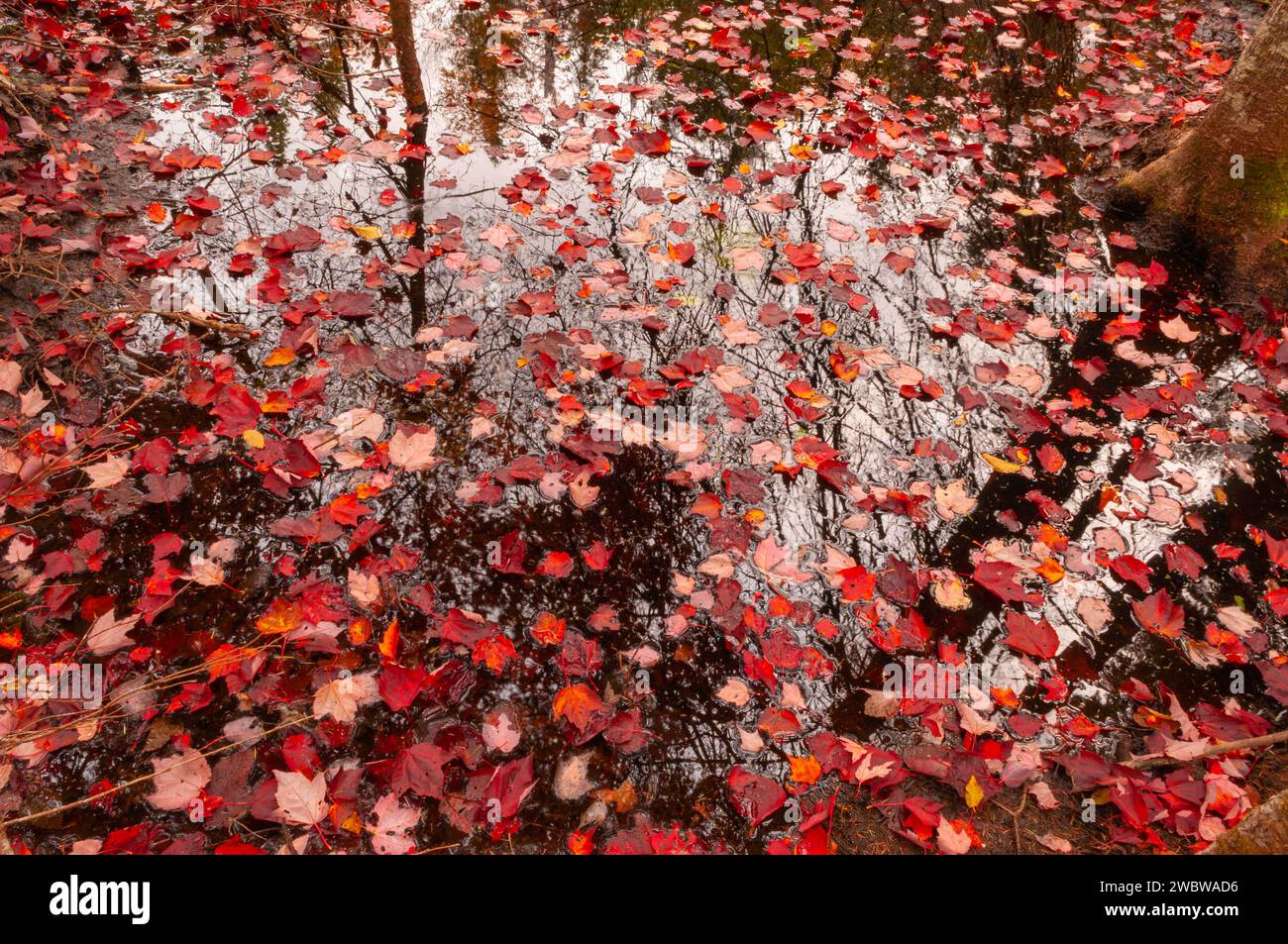 Feuilles d'érable rouges tombées à la fin de l'automne dans un étang des montagnes Adirondack de l'État de New York Banque D'Images