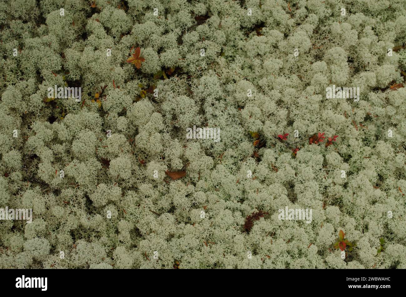 Reindeer Lichen,Cladonia rangiferina, qui pousse dans les montagnes Adirondack de l'État de New York Banque D'Images