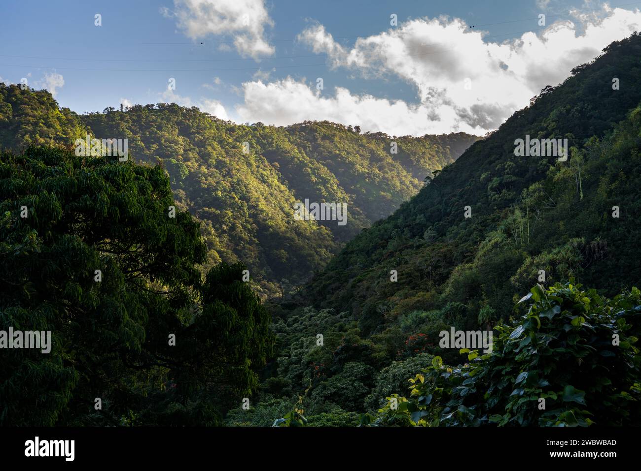 La lumière du soleil filtre à travers la canopée luxuriante de la vallée tropicale de Maui, soulignant le paysage serein et verdoyant de l'île. Banque D'Images