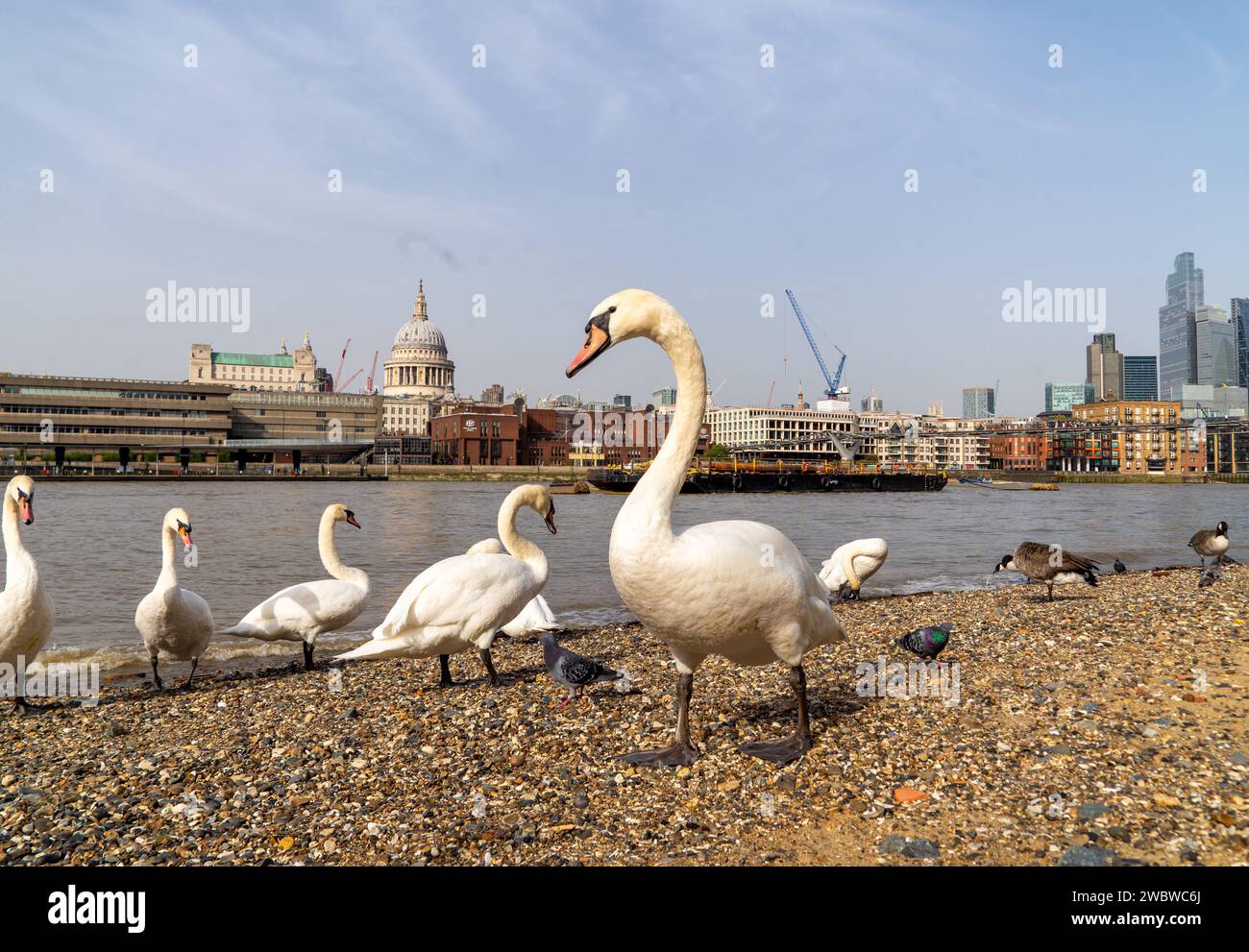 Famille de cygnes de Londres sur la rive sud avec St Pauls et la Tamise en arrière-plan Banque D'Images