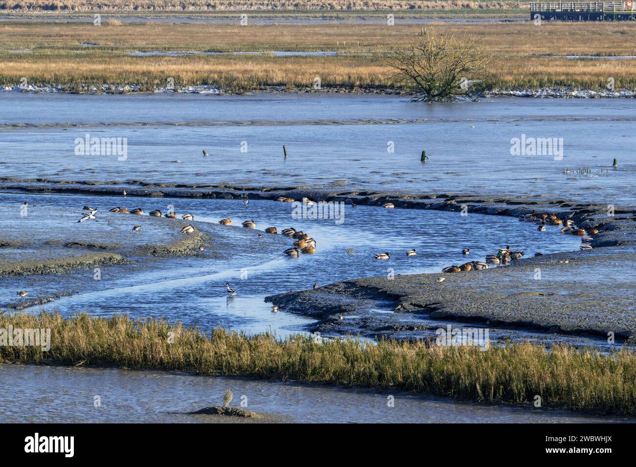 Échassiers / échassiers et colverts / canards sauvages se reposant dans le marais salé intertidal / marais salé dans la plaine de Zwin en hiver, Knokke-Heist, Belgique Banque D'Images