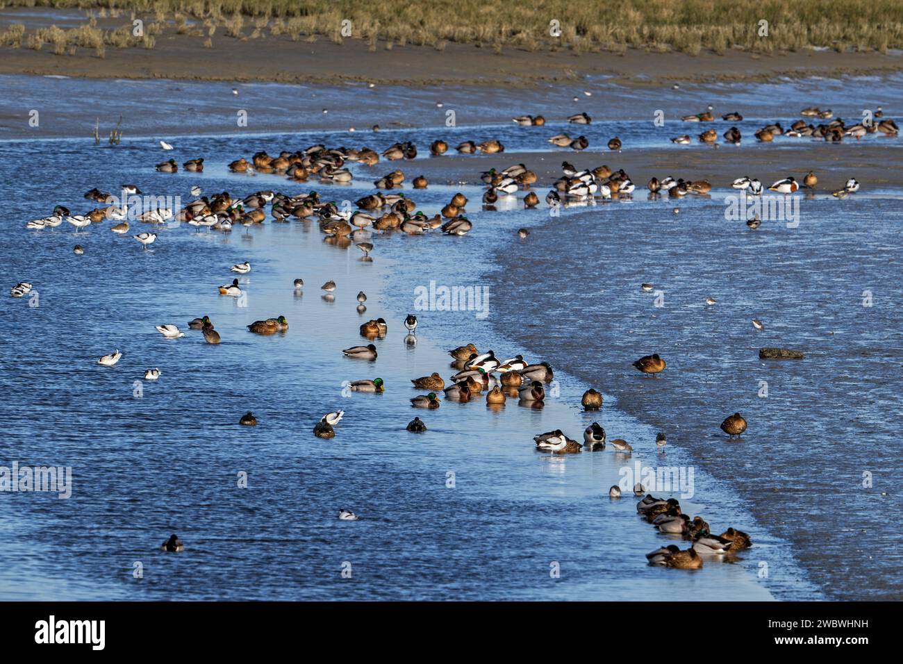 Échassiers / échassiers et colverts / canards sauvages se reposant dans le marais salé intertidal / marais salé dans la plaine de Zwin en hiver, Knokke-Heist, Belgique Banque D'Images