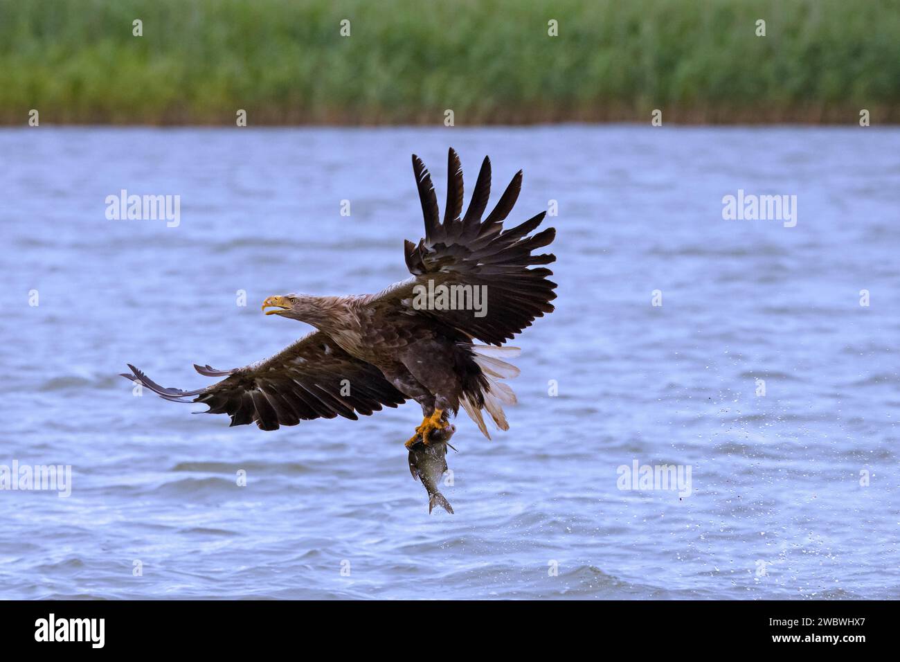 Aigle à queue blanche / aigle de mer eurasien / erne (Haliaeeeetus albicilla) adulte pêchant des poissons sur ses talons à la surface de l'eau du lac Banque D'Images