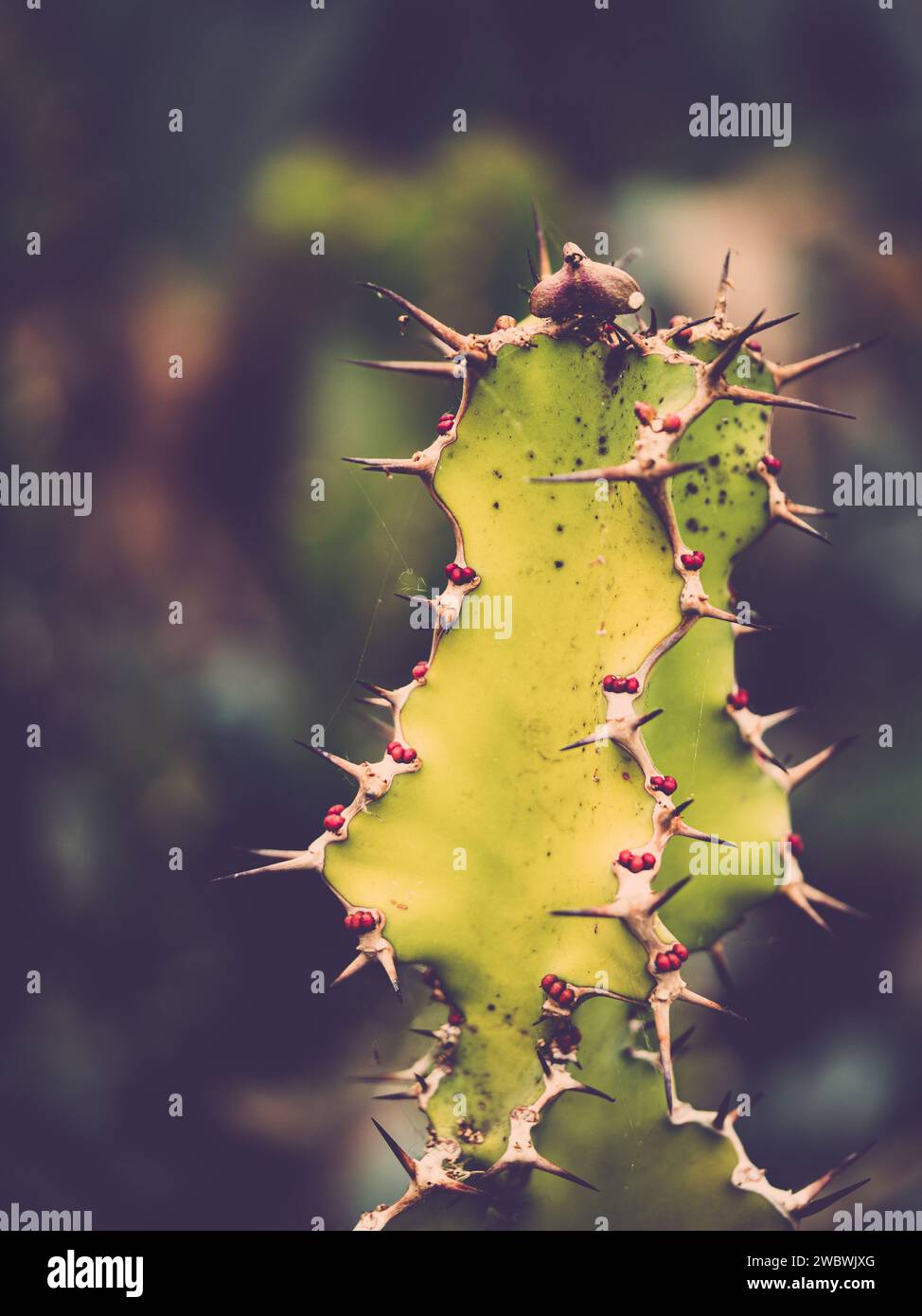 Une exquise plante de cactus vert avec une pléthore de petites épines épineuses Banque D'Images