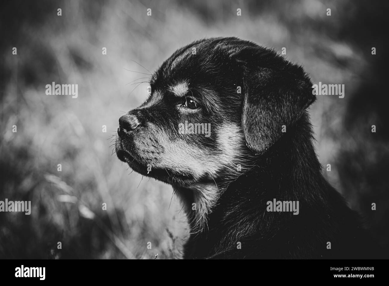 Chiot Rottweiler Banque D'Images