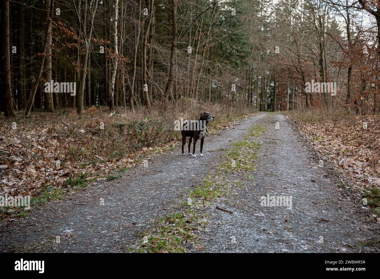 Waldspaziergang mit Hund 10.01.2024, Selters : Symbolfoto, Illustrationsbild, Symbolbild, Illustrationsfoto Ein Hund steht und spaziert auf einem winterlichen Waldweg. Die Szene fängt die ruhige Atmosphäre eines winterlichen nassen Waldes ein. DAS harmonische Zusammenspiel von Natur und Mensch-Hund-Beziehung wird betont. Selters Hessen Allemagne *** promenade en forêt avec chien 10 01 2024, Selters symbole photo, illustration image, symbole image, illustration photo Un chien se tient debout et marche sur un chemin forestier hivernal la scène capture l'atmosphère calme d'une forêt humide hivernale l'interaction harmonieuse de la nature Banque D'Images