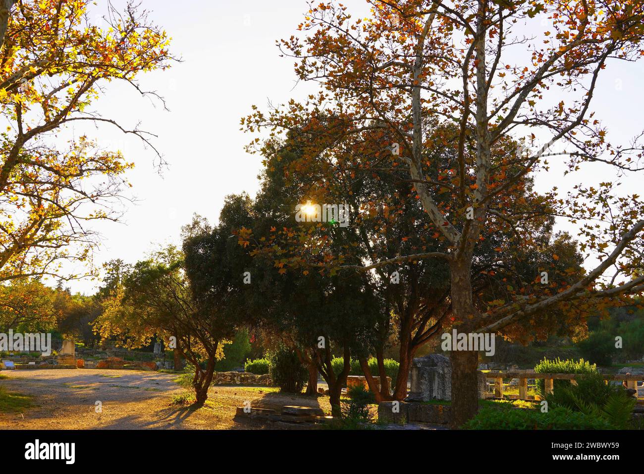 Le soleil se couchant à travers les arbres d'automne dans l'ancienne Agora ou le marché d'Athènes Banque D'Images