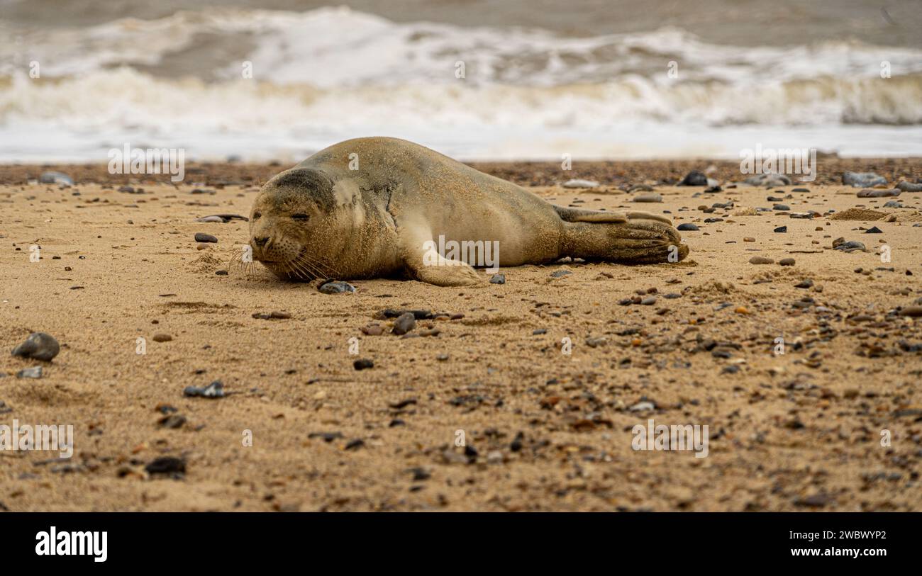 Phoques gris de l'Atlantique sur East Anglia Beach Banque D'Images