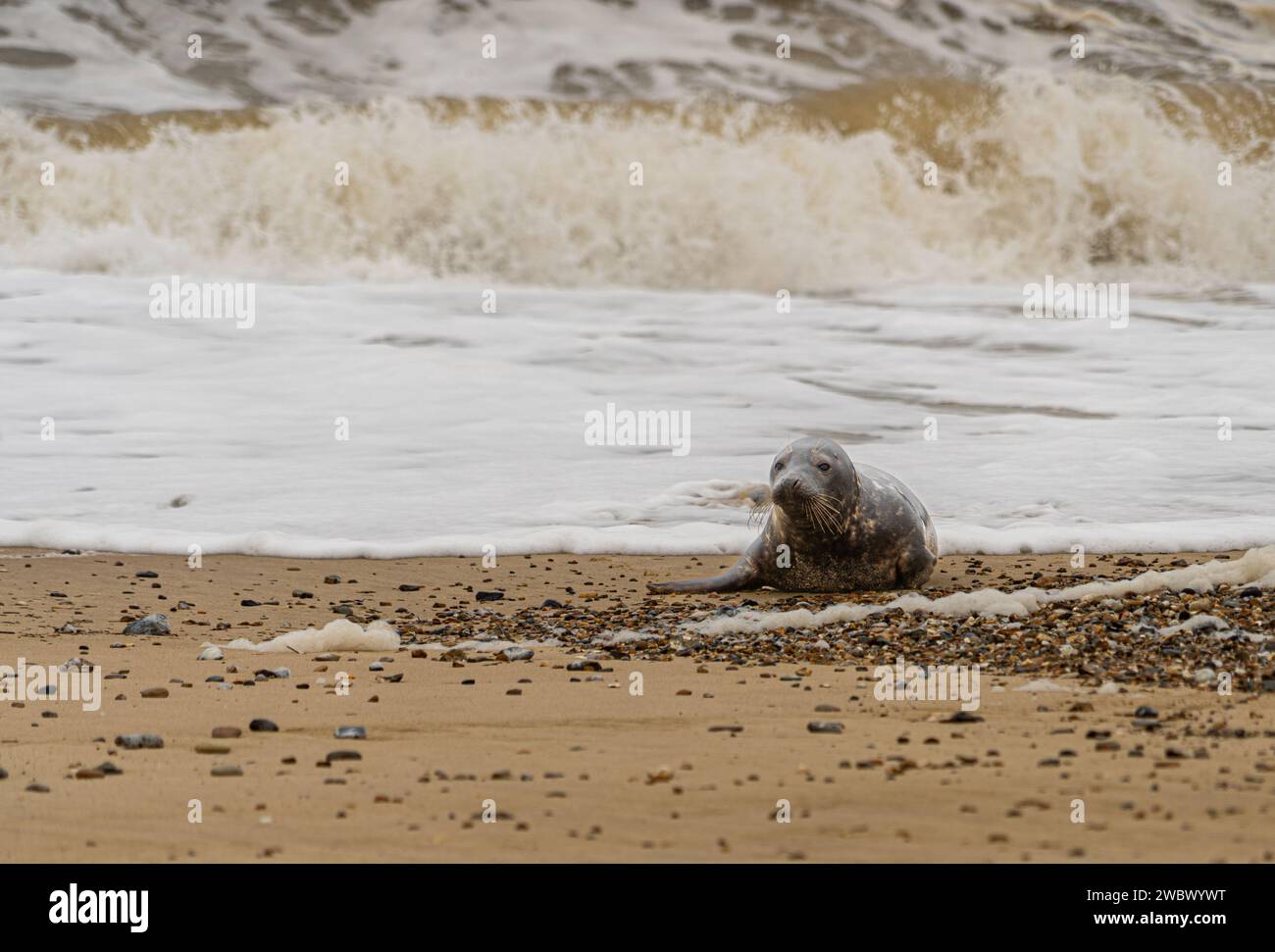 Phoques gris de l'Atlantique sur East Anglia Beach Banque D'Images