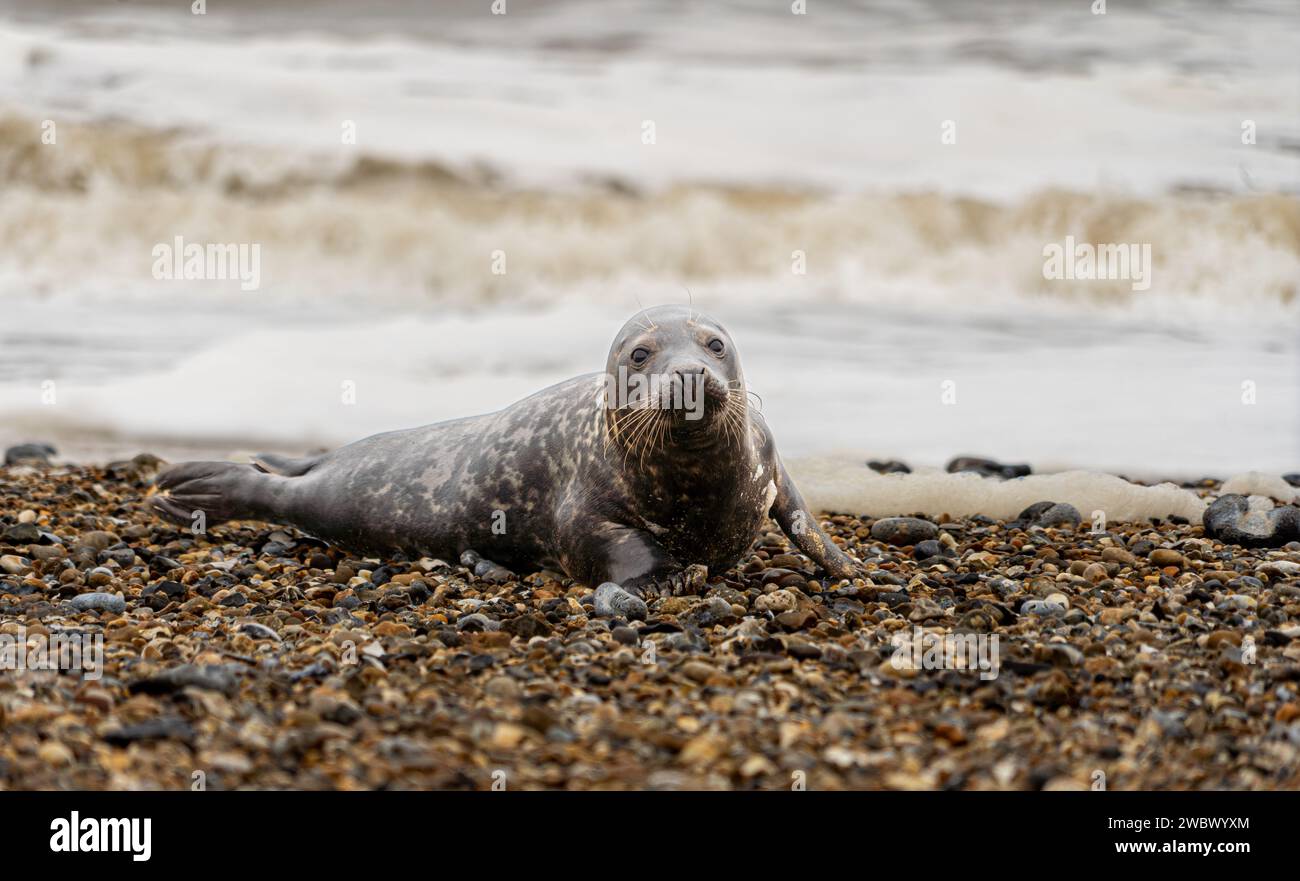 Phoques gris de l'Atlantique sur East Anglia Beach Banque D'Images