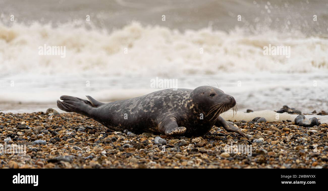 Phoques gris de l'Atlantique sur East Anglia Beach Banque D'Images