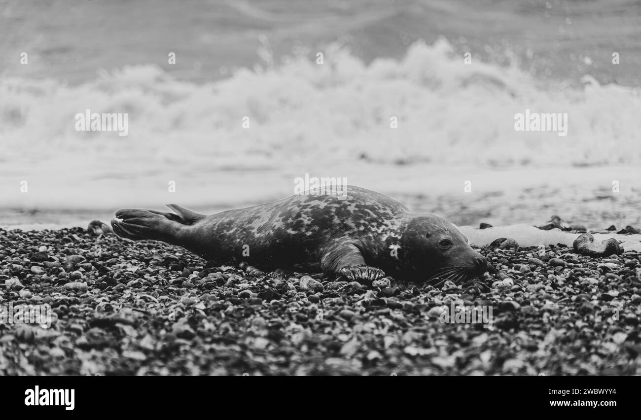 Phoques gris de l'Atlantique sur East Anglia Beach Banque D'Images