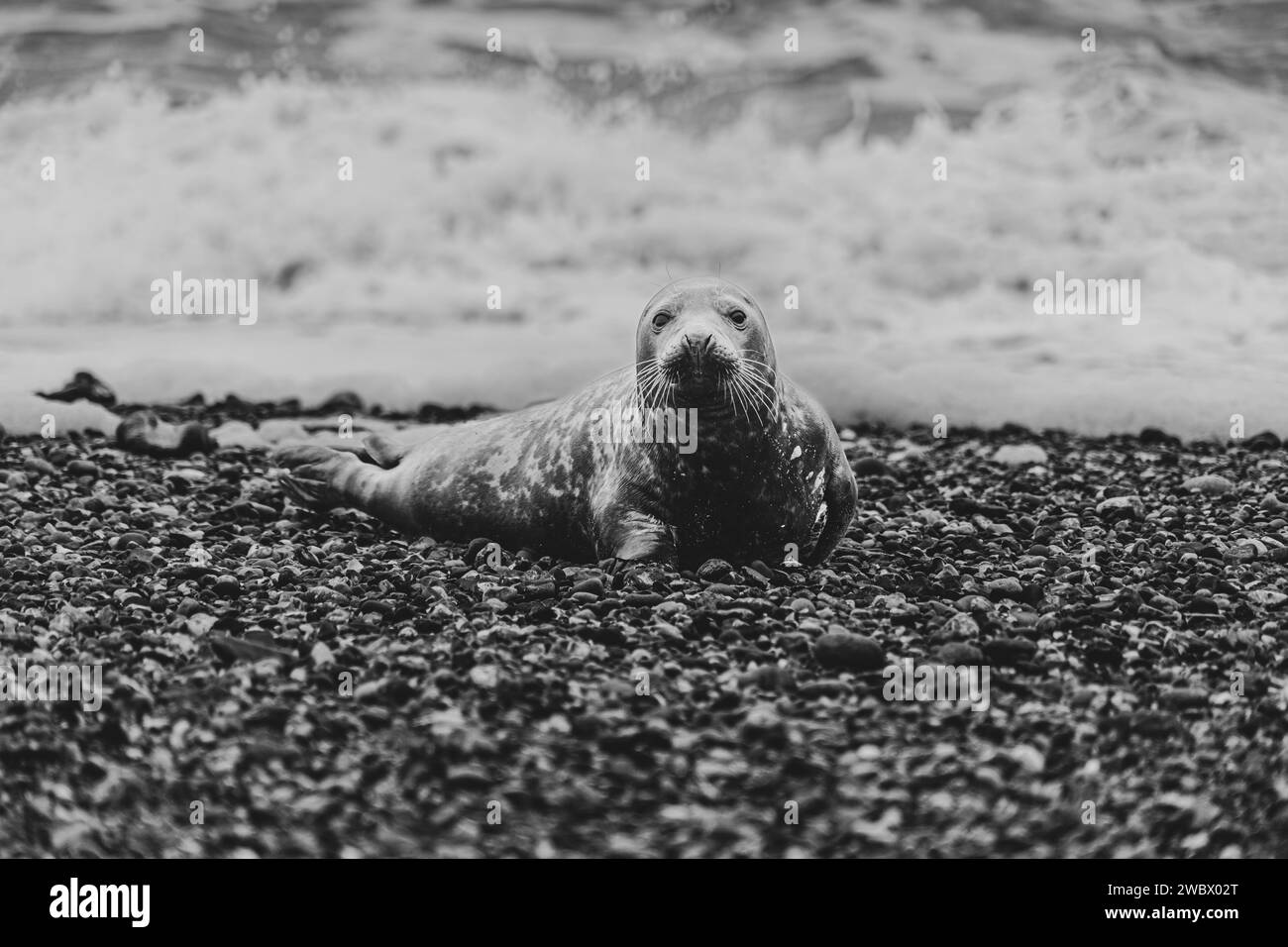 Phoques gris de l'Atlantique sur East Anglia Beach Banque D'Images