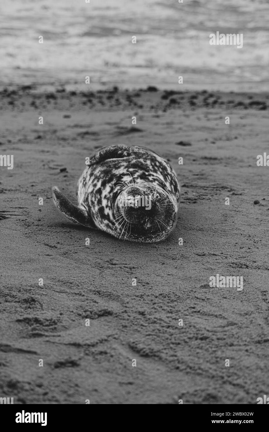 Phoques gris de l'Atlantique sur East Anglia Beach Banque D'Images