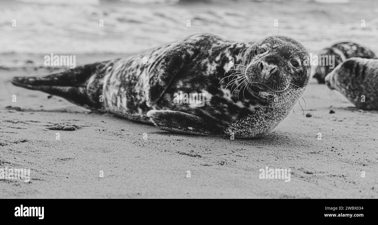 Phoques gris de l'Atlantique sur East Anglia Beach Banque D'Images