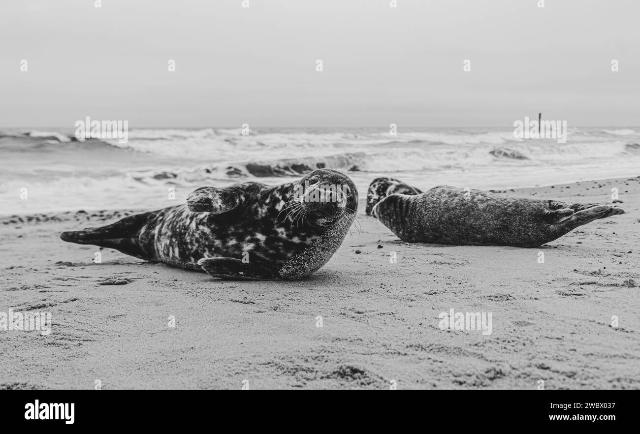 Phoques gris de l'Atlantique sur East Anglia Beach Banque D'Images
