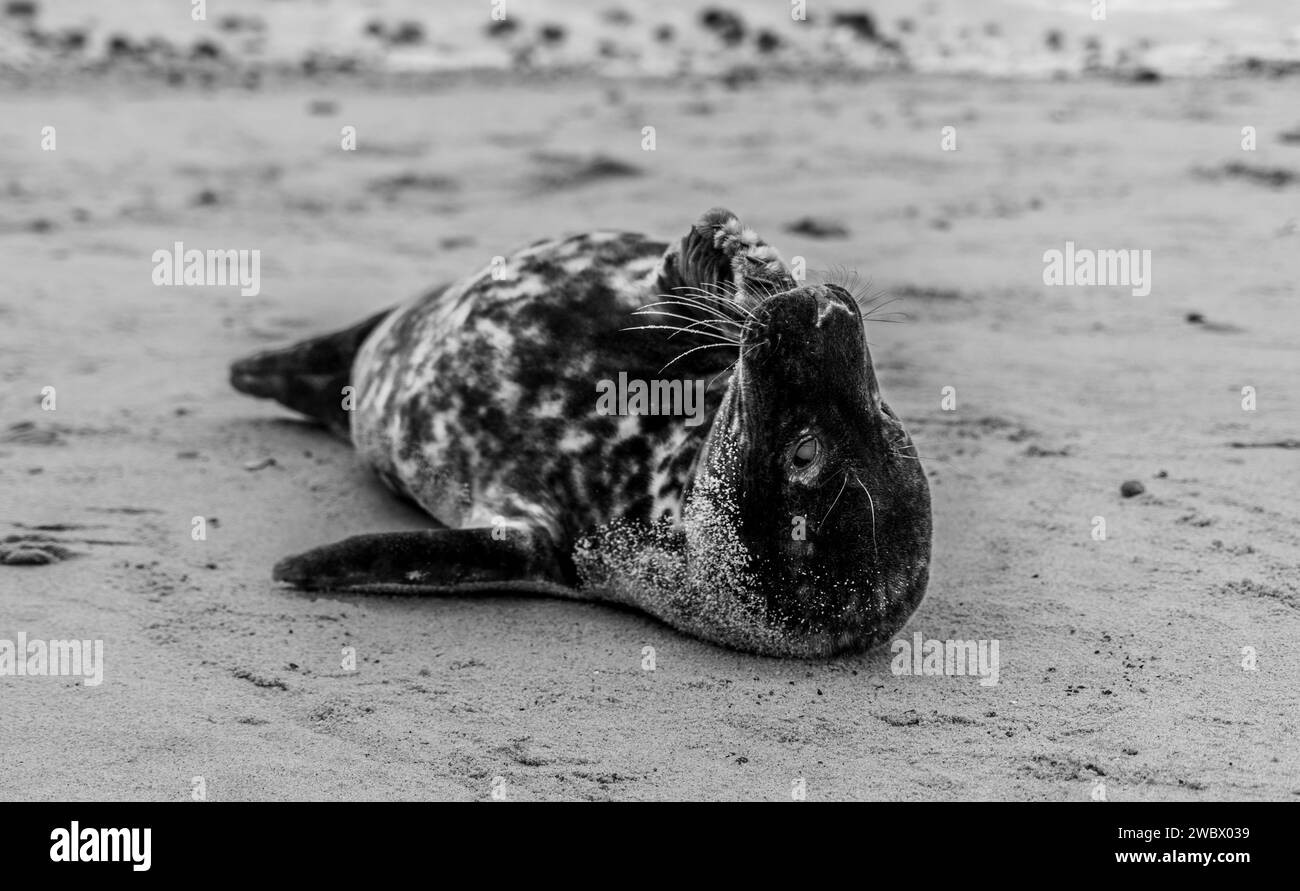 Phoques gris de l'Atlantique sur East Anglia Beach Banque D'Images
