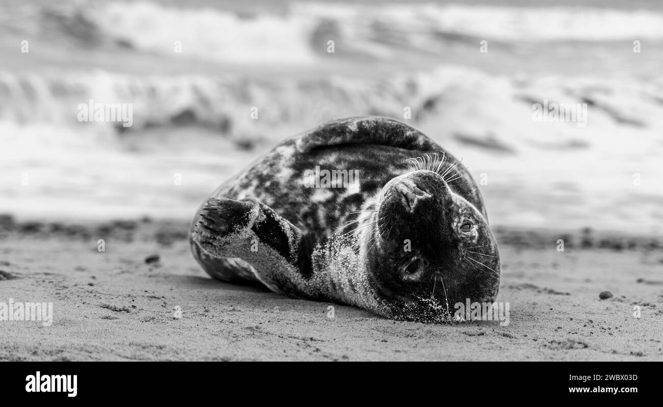 Phoques gris de l'Atlantique sur East Anglia Beach Banque D'Images