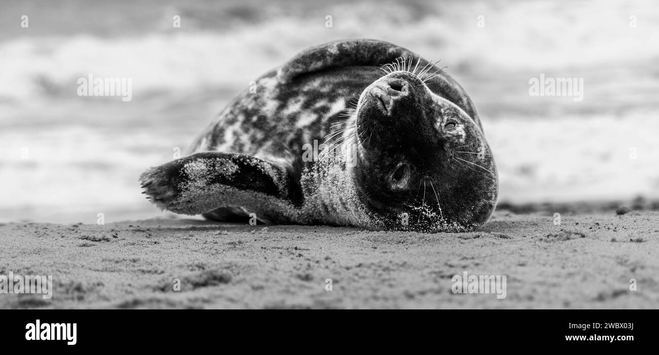 Phoques gris de l'Atlantique sur East Anglia Beach Banque D'Images