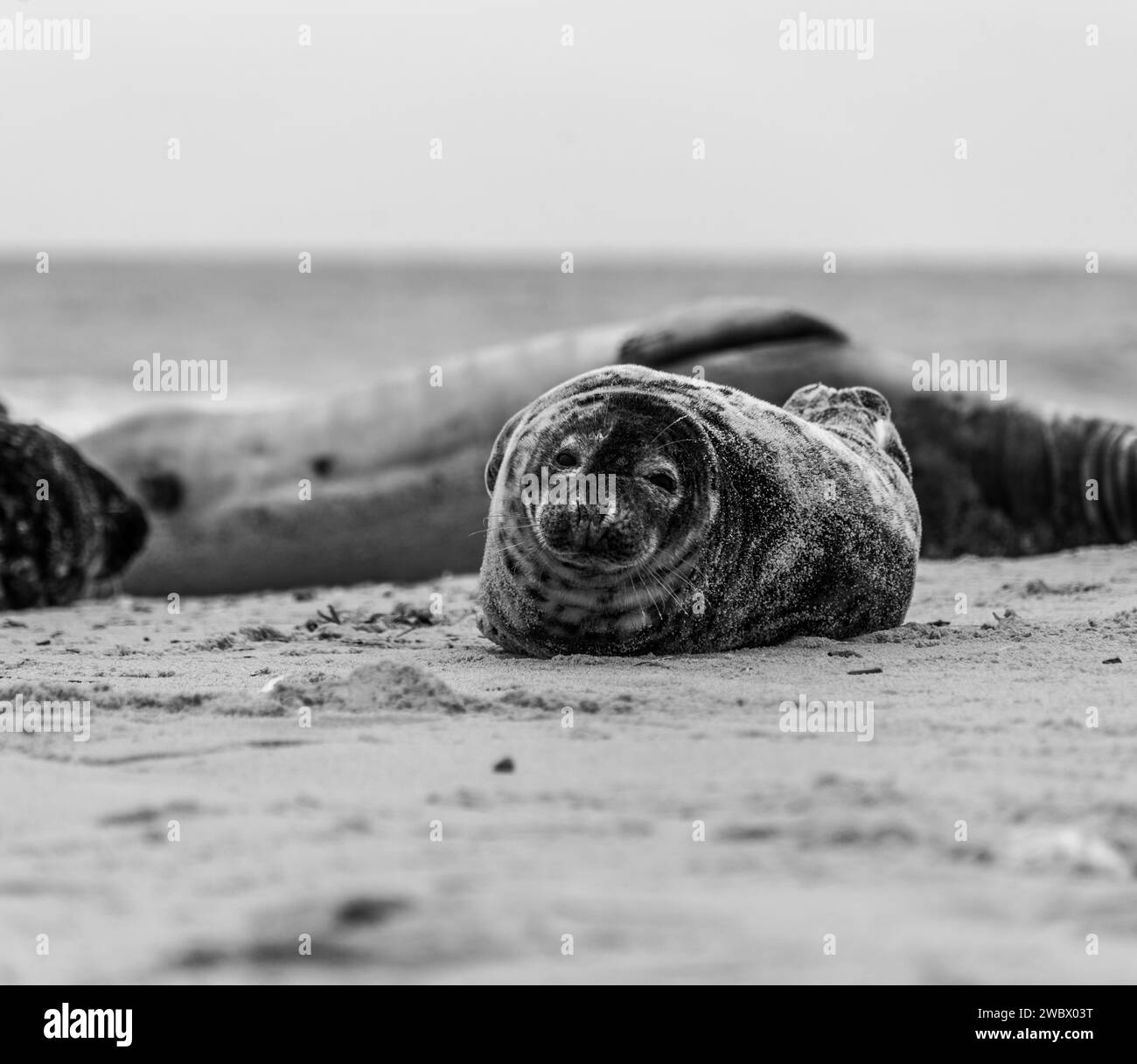 Phoques gris de l'Atlantique sur East Anglia Beach Banque D'Images