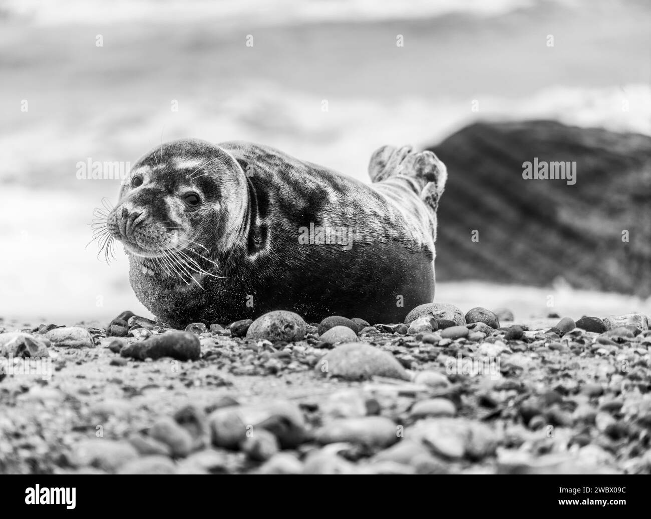 Phoques gris de l'Atlantique sur East Anglia Beach Banque D'Images