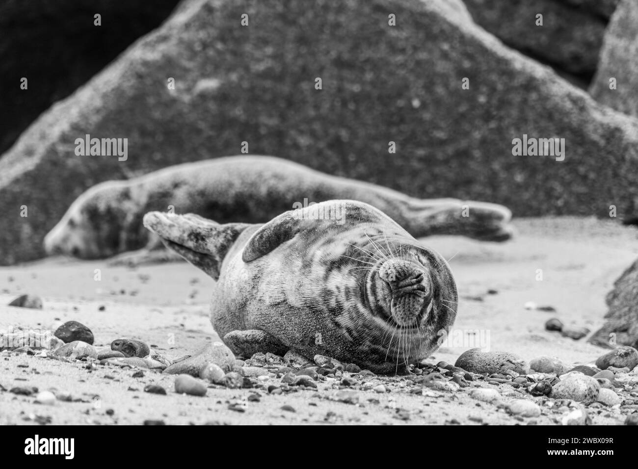 Phoques gris de l'Atlantique sur East Anglia Beach Banque D'Images