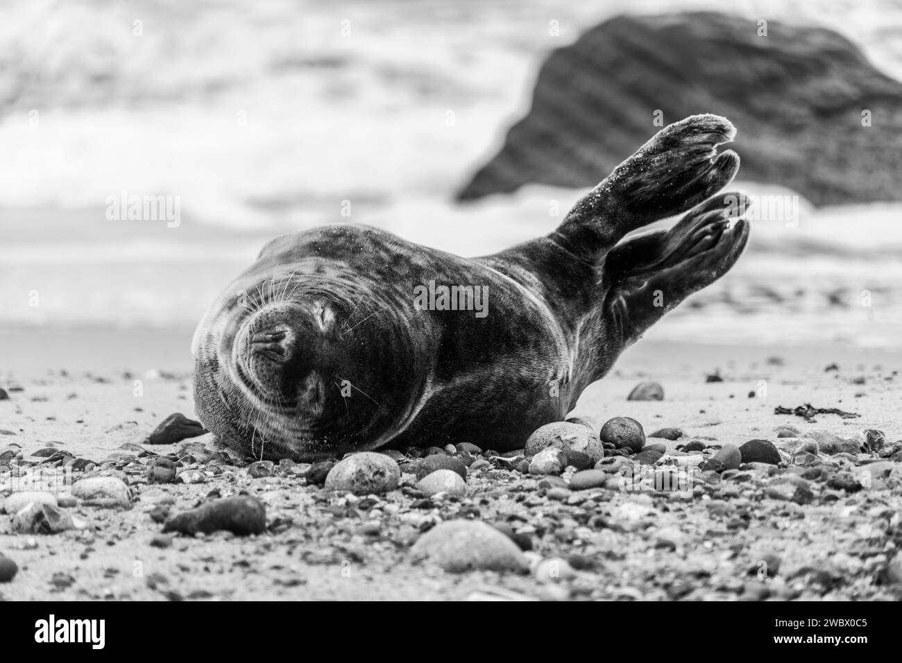Phoques gris de l'Atlantique sur East Anglia Beach Banque D'Images