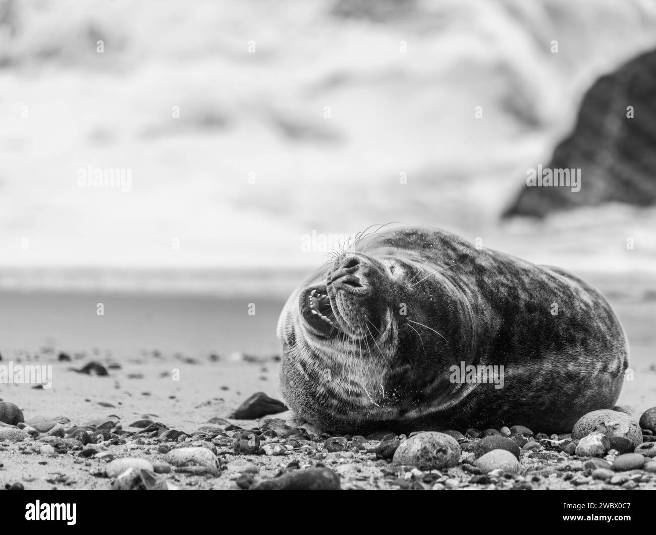 Phoques gris de l'Atlantique sur East Anglia Beach Banque D'Images