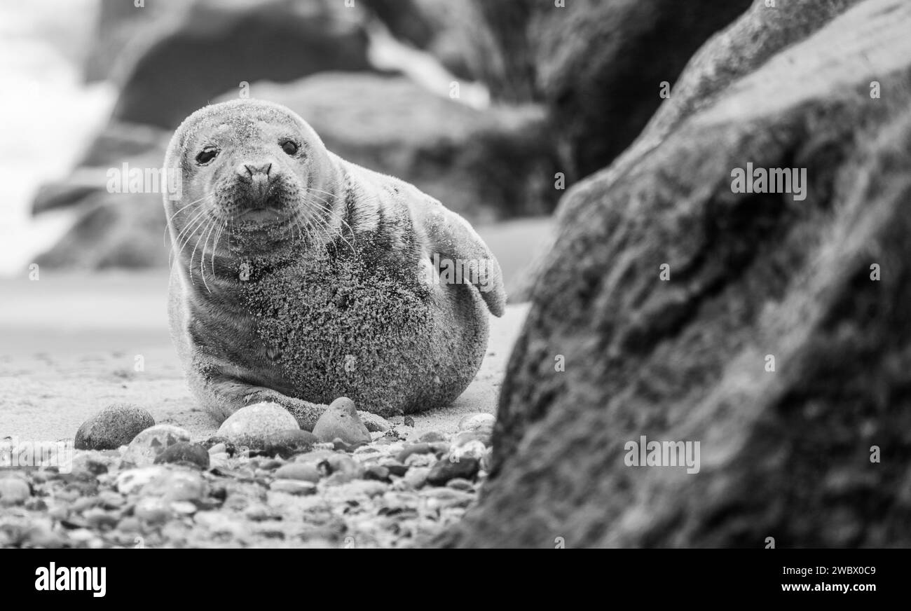 Phoques gris de l'Atlantique sur East Anglia Beach Banque D'Images