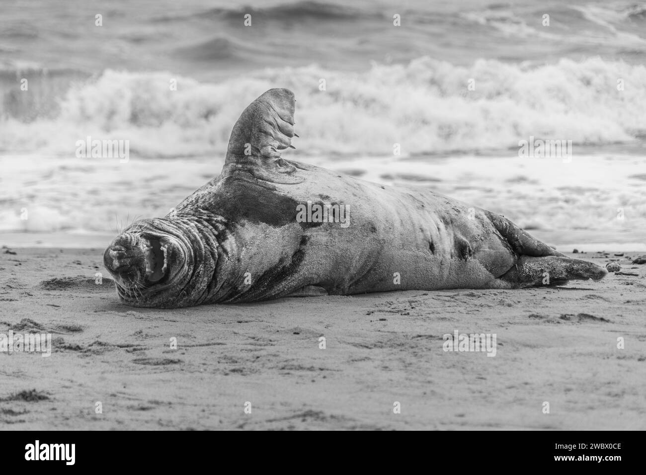 Phoques gris de l'Atlantique sur East Anglia Beach Banque D'Images