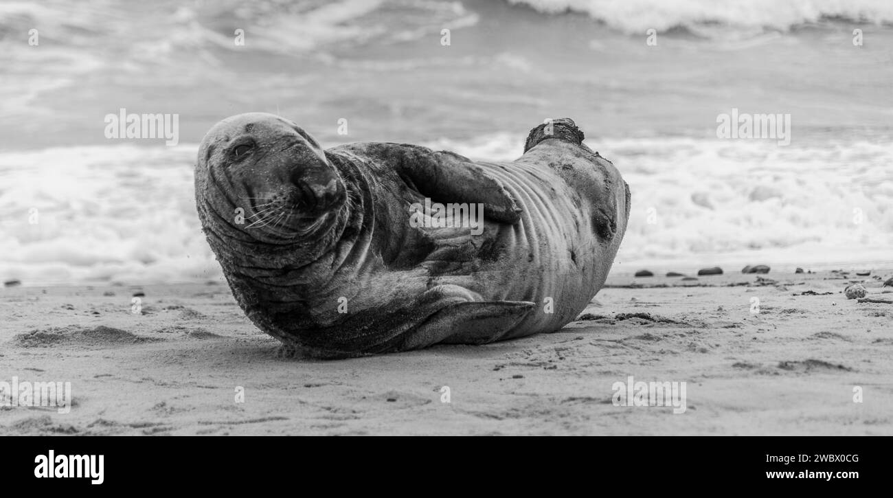 Phoques gris de l'Atlantique sur East Anglia Beach Banque D'Images