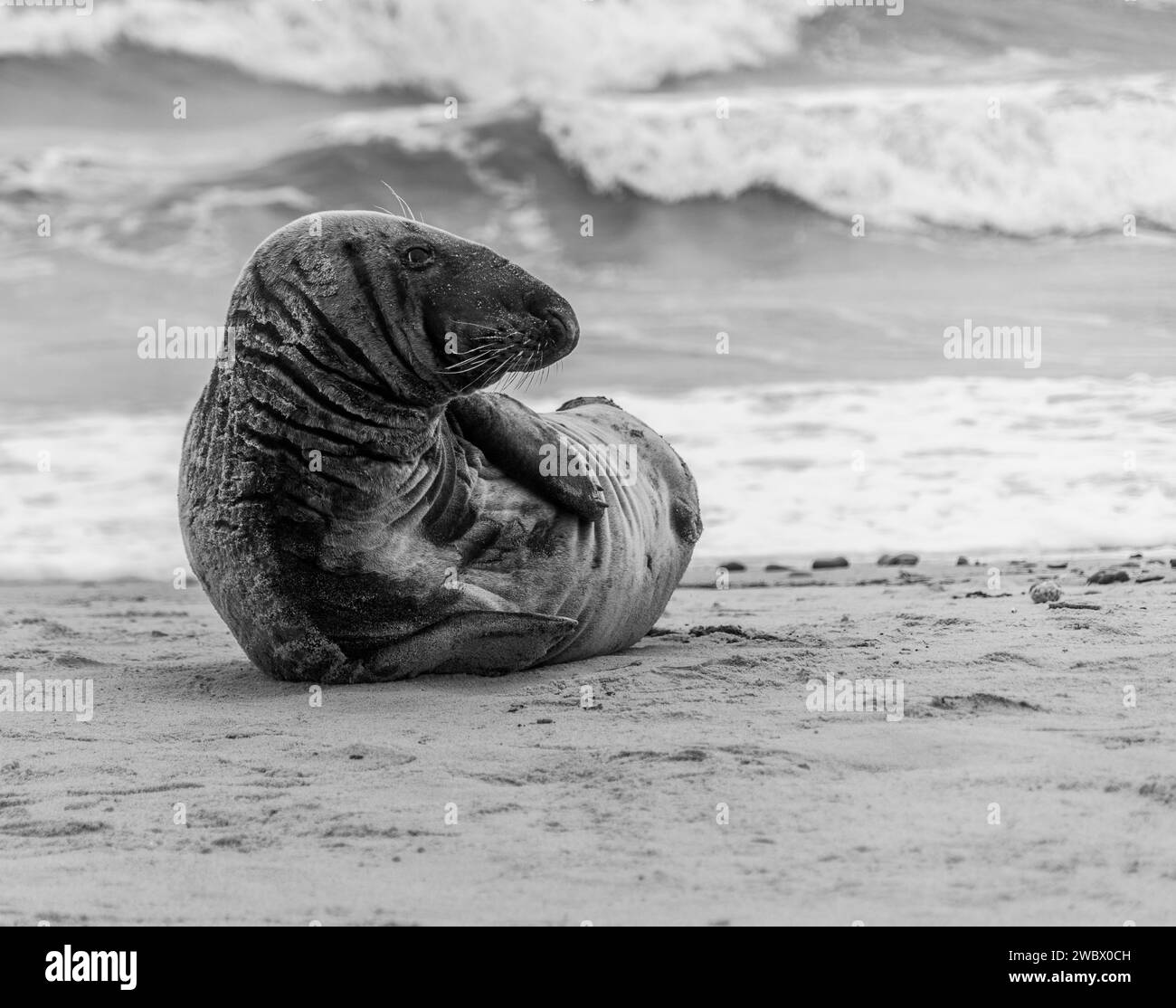 Phoques gris de l'Atlantique sur East Anglia Beach Banque D'Images