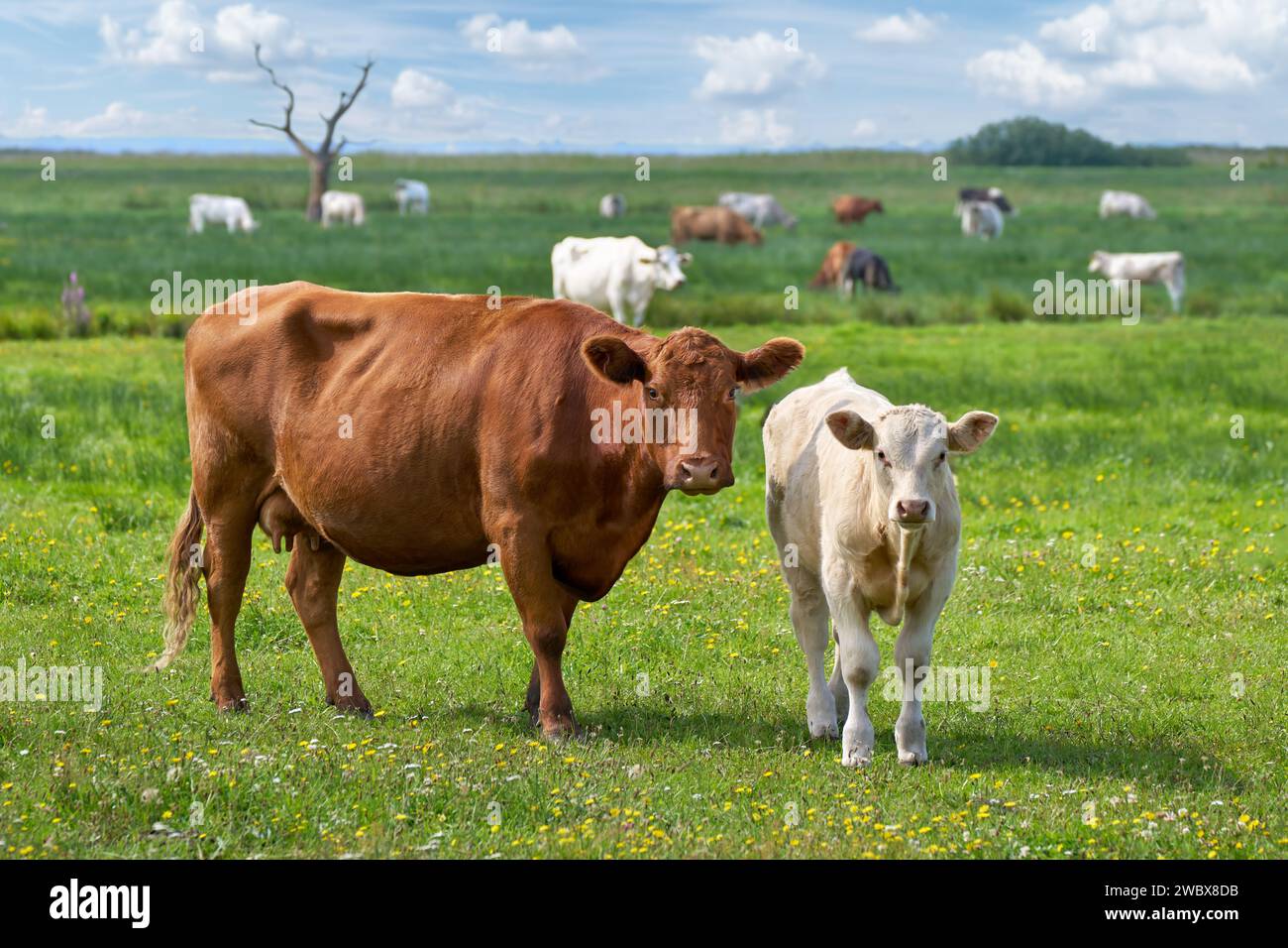 Vache brune et veau de couleur claire debout sur un pâturage en fleurs et regardant dans la caméra Banque D'Images
