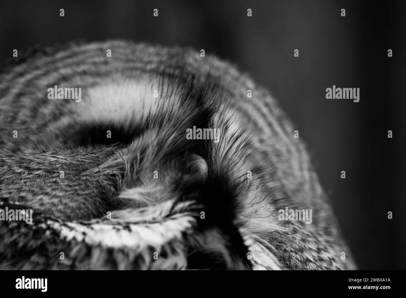 Le grand hibou gris ou grand hibou gris - Strix nebulosa est très grand hibou. Oiseau sauvage. Gros plan tête, visage. Banque D'Images