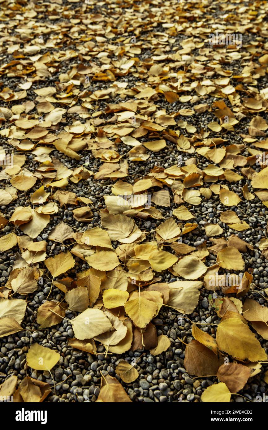 Un sol de gravier dans un parc couvert de feuilles sèches tombées d'un arbre Banque D'Images