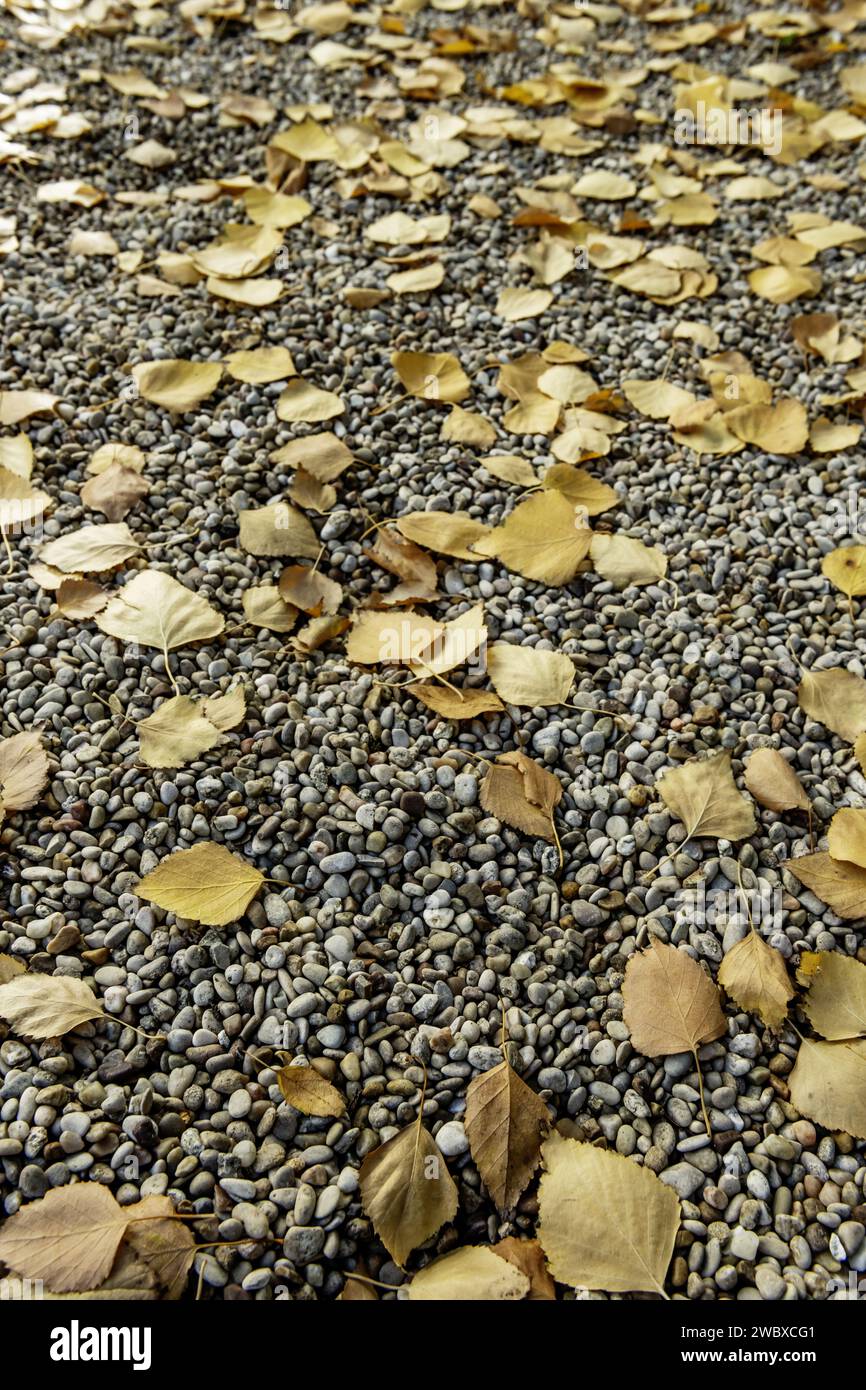 Un sol de gravier gris fin dans un parc couvert de feuilles sèches tombées d'un arbre Banque D'Images