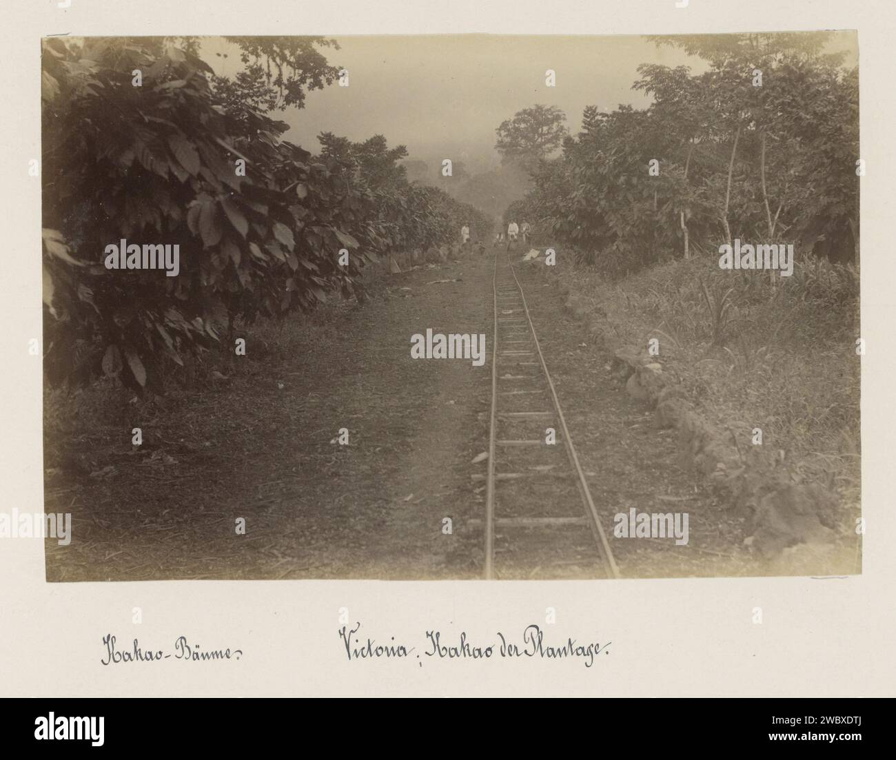 Plantation à Victoria (Cameroun) avec rails au milieu des cacaoyers, anonyme, 1899 photographie partie de l'album photo avec des enregistrements du Cameroun vers 1899. Support photographique Victoria impression albumine chocolat, cacao. plantation. Chemin de fer, train Victoria Banque D'Images