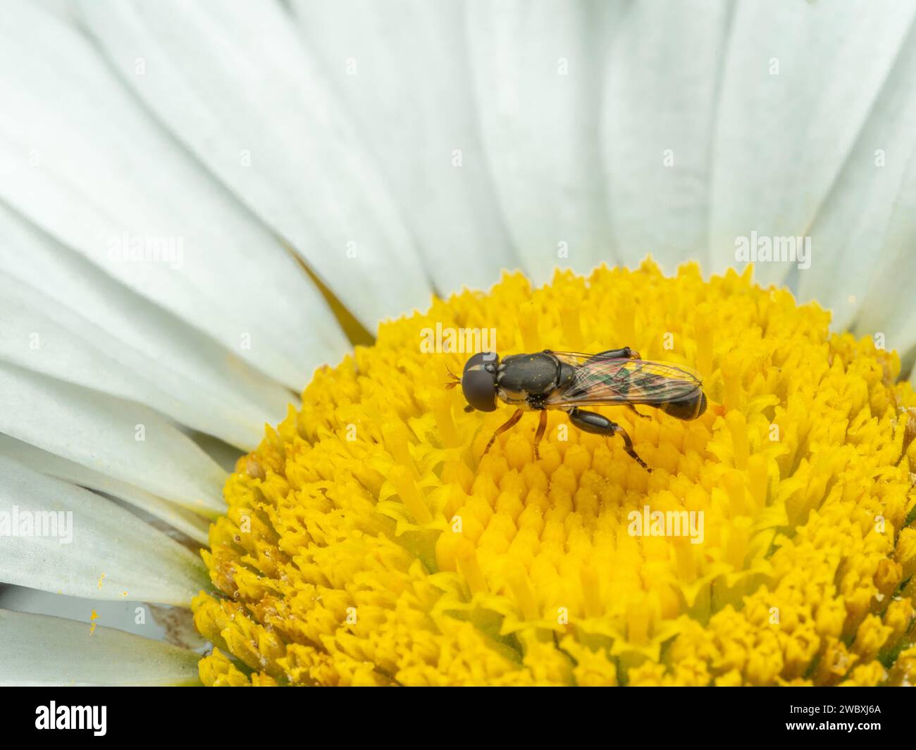 Aéroglisseur mâle à pattes épaisses (Syritta pipiens) sur une fleur de Marguerite blanche et jaune Banque D'Images