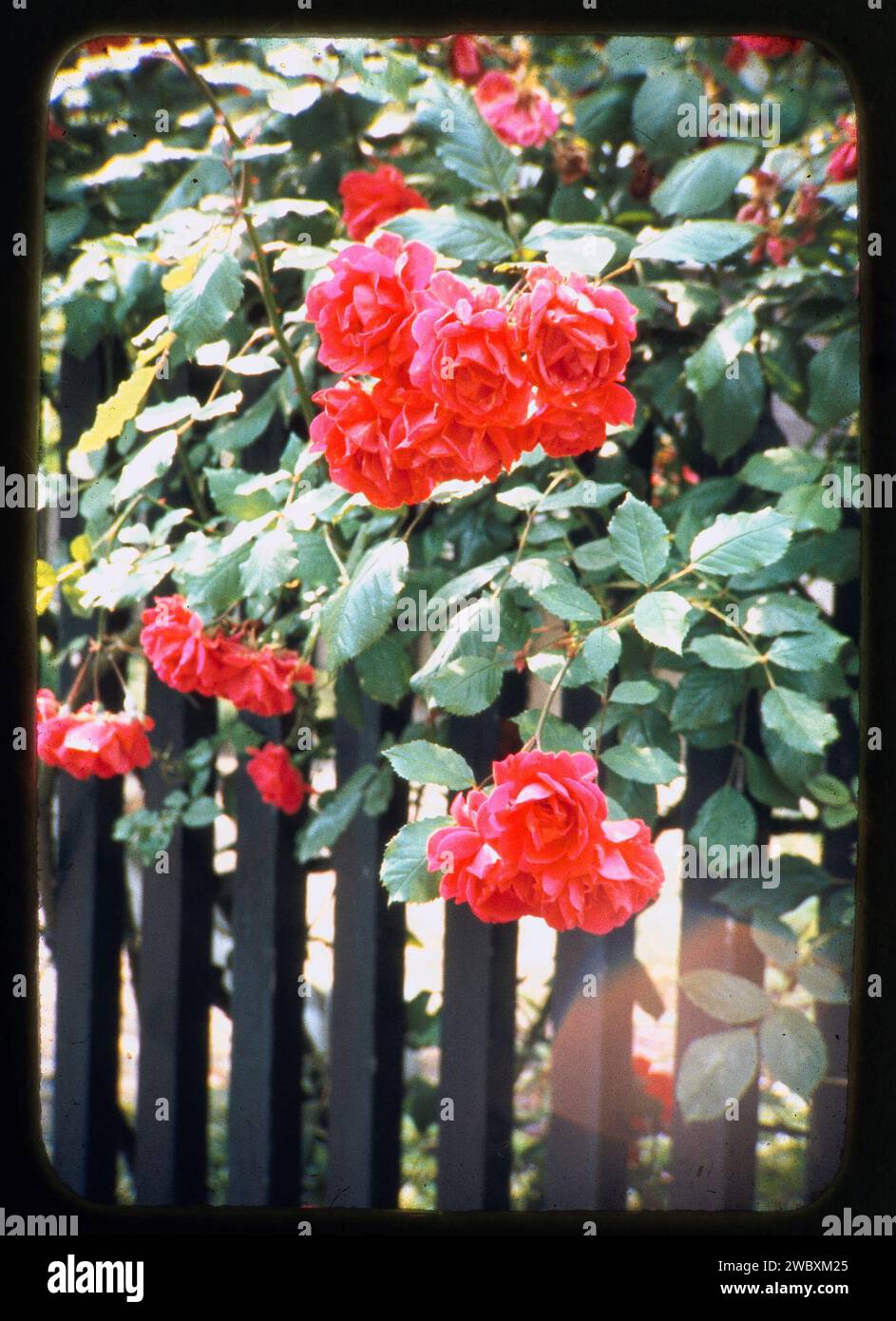 Rosier en fleurs, anonyme, c. 1950 - c. 1975 diapositive de photographie / diapositive Banque D'Images