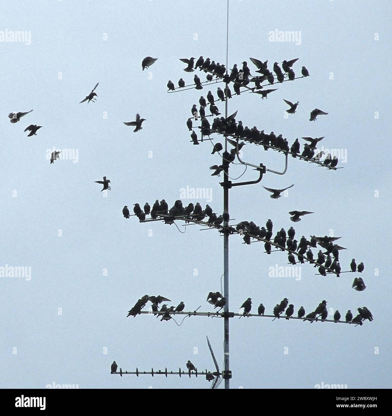 Un troupeau d'étourneaux communs (Sturnus vulgaris) sur une antenne de télévision, Munich, Allemagne Banque D'Images