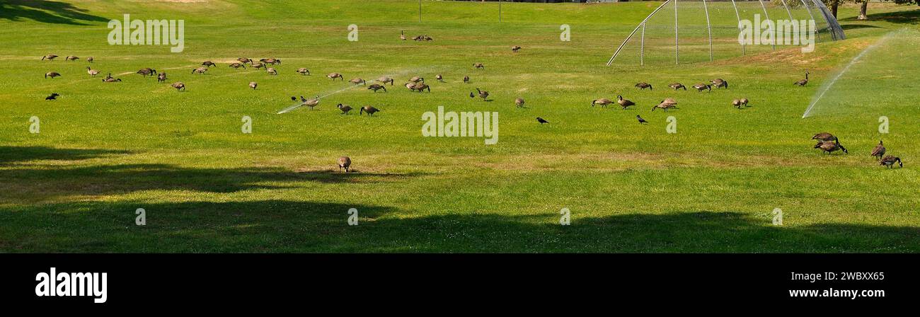 Bernaches du Canada sur la pelouse de l'école intermédiaire Caesar Chavez à Union City, en Californie Banque D'Images