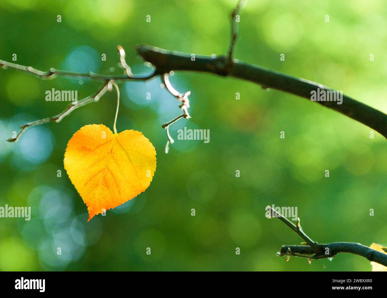 Gros plan d'une feuille d'un citron vert à petites feuilles (Tilia cordata) en forme de coeur Banque D'Images