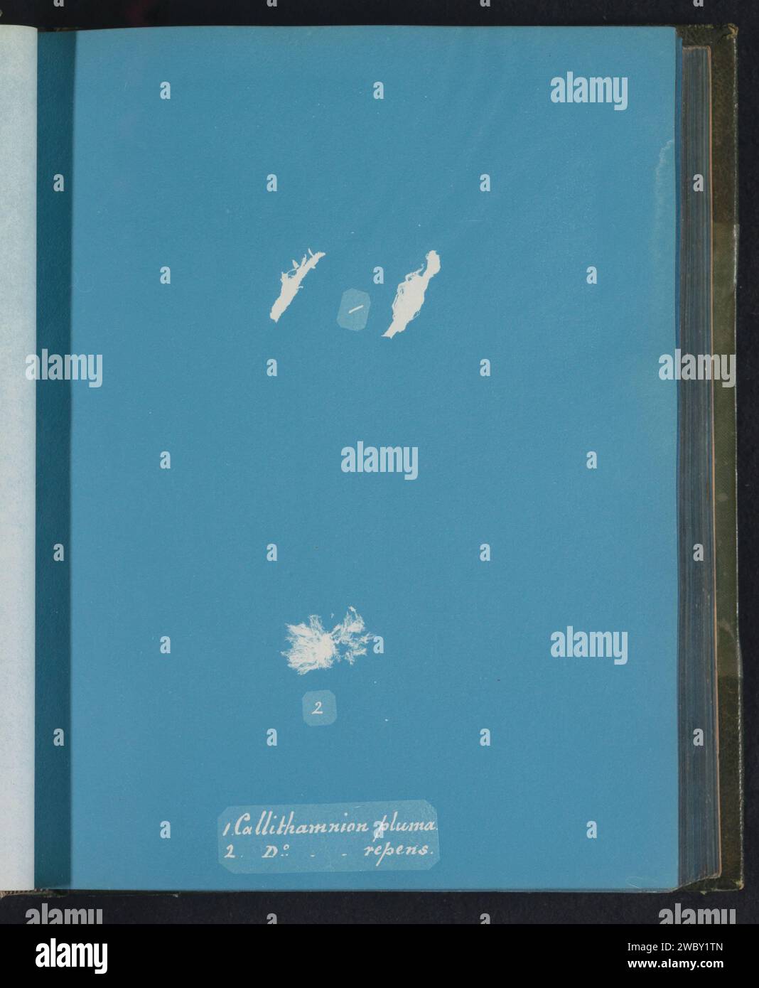 Callithamnion pluma [&] D[itt]o repens, Anna Atkins, c. 1843 - c. 1853 photographie Royaume-Uni support photographique algues cyanotypes, algues marines Banque D'Images