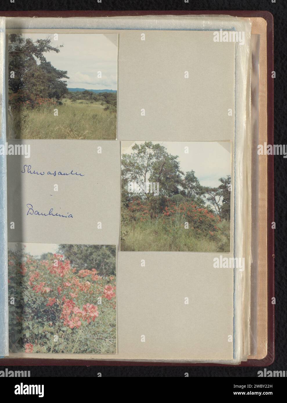 Bauhinia's in Shewasaulu, Afrique du Sud, Willem Jacob van den Berg (attribué à), 1967 photographie ces photos font partie d'un album. Carton Shewawaulu. Fleurs en papier baryte Shewawaulu Banque D'Images