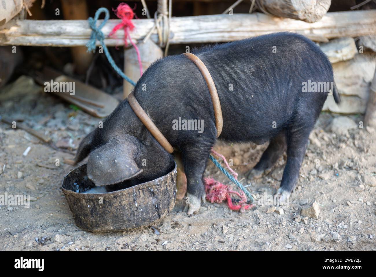 Un cochon mangeant dans le village de Lazu, Arunachal Pradesh, Inde Banque D'Images