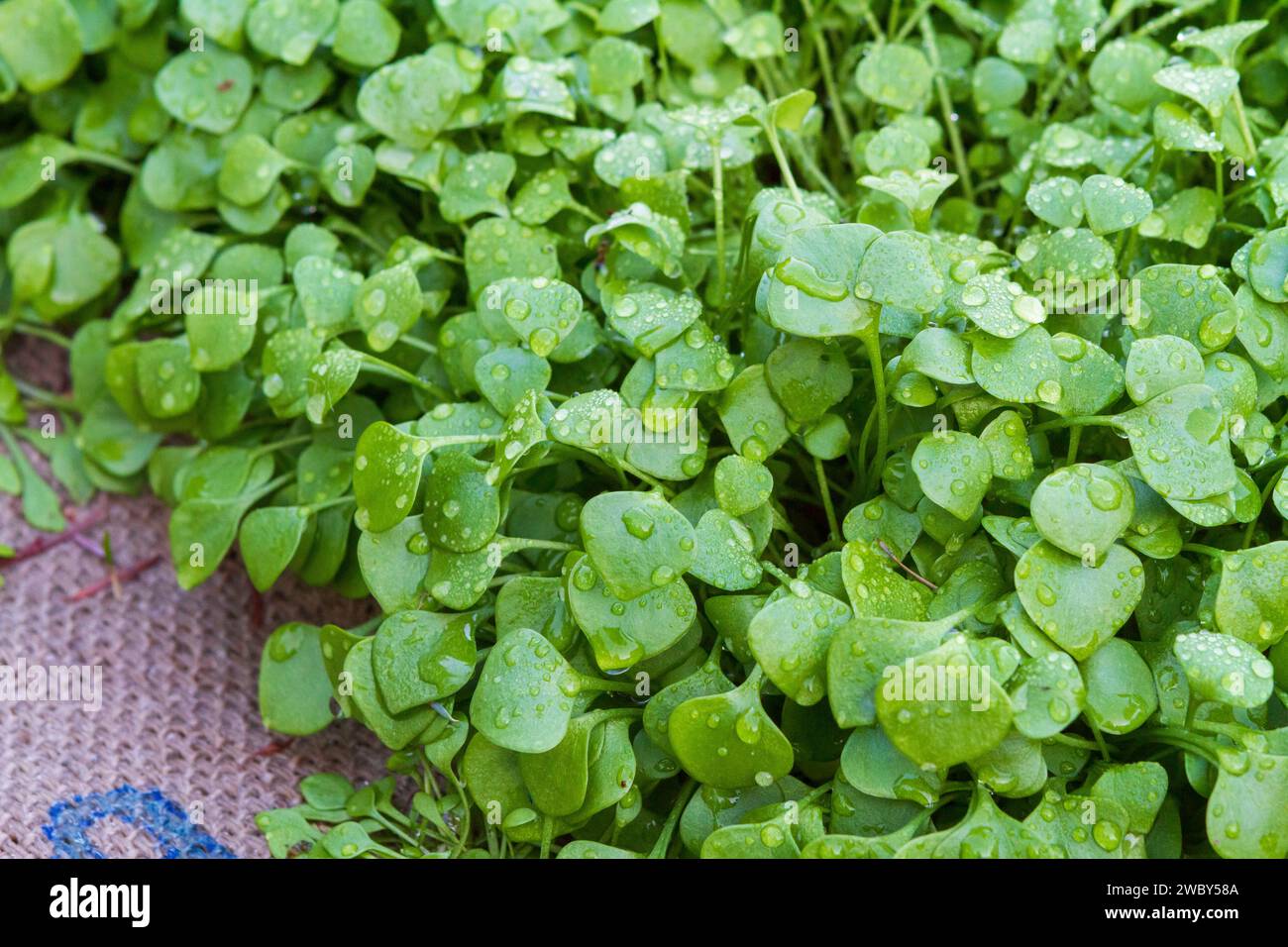 Jeunes feuilles vert vif tendres de laitue Miner alias purslane d'hiver (Claytonia peroliata), une saison fraîche nutritive, verte comestible tolérante au gel. Banque D'Images