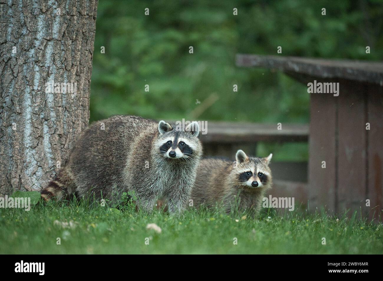 Mon et son jeune raton laveur dans un pré Banque D'Images