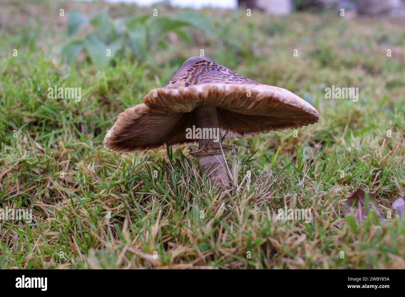 Minuscule forêt de champignons nichée dans l'étreinte de haute altitude de la chaîne de montagnes Banque D'Images