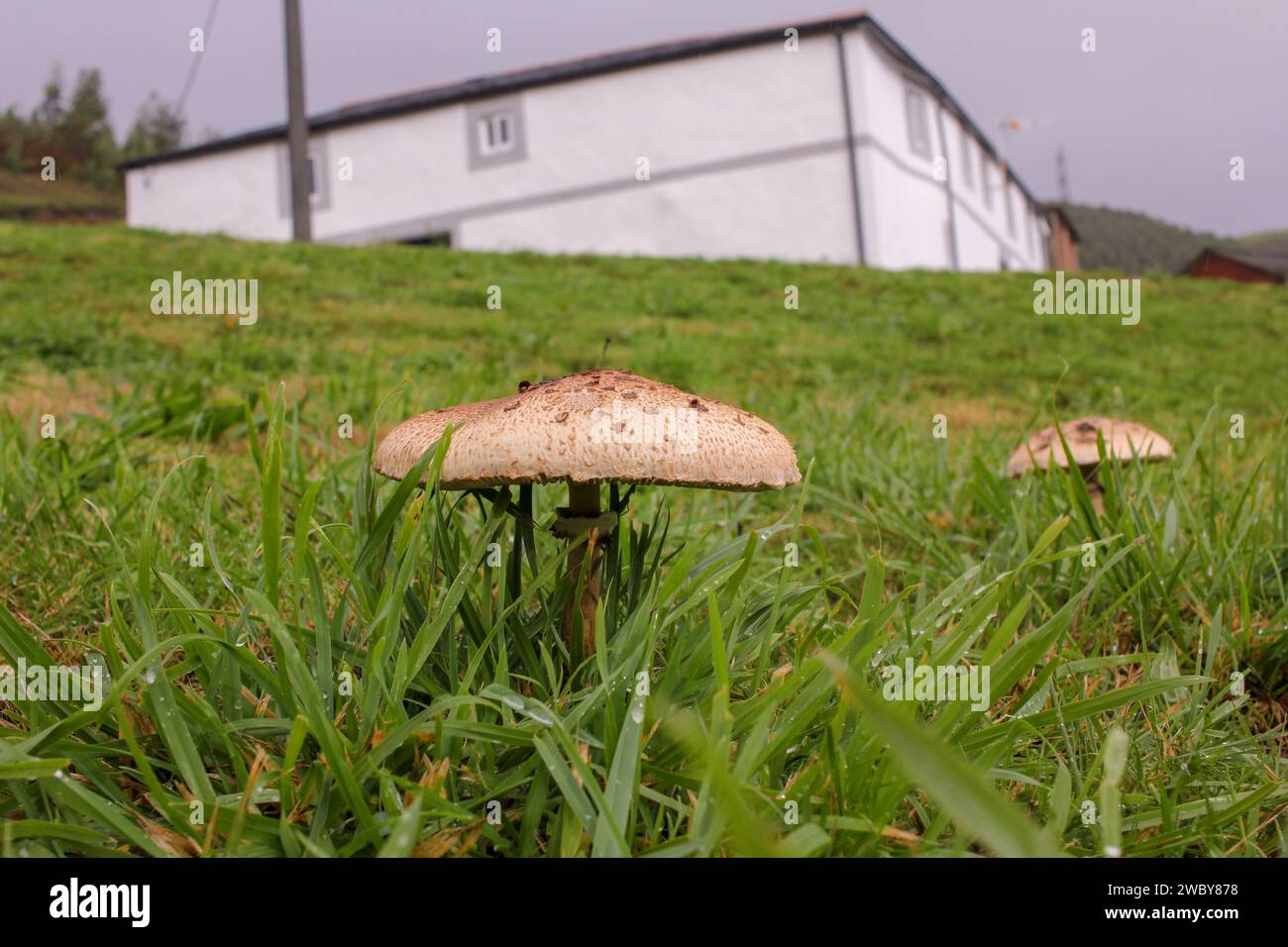 Piste de danse de la nature : champignons ajoutant une touche d'élégance à la prairie de montagne Banque D'Images